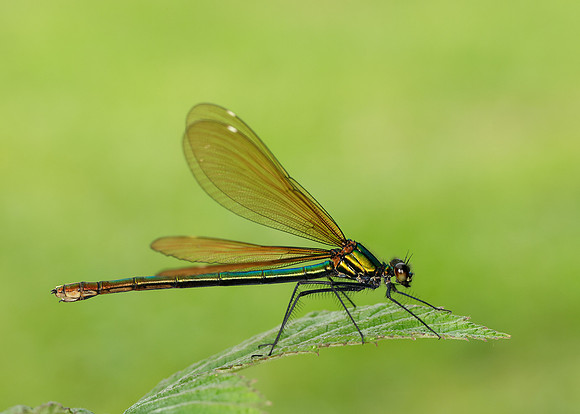 Beautiful Demoiselle Calopteryx virgo