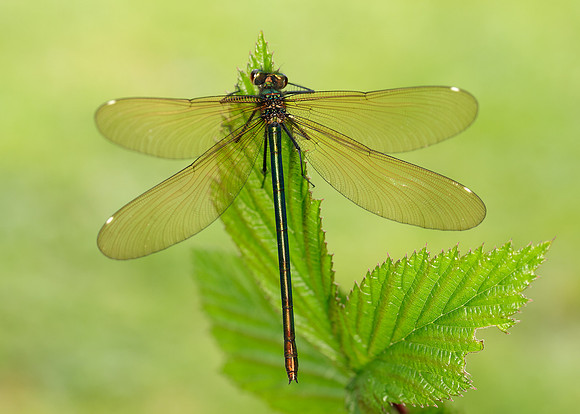 Beautiful Demoiselle Calopteryx virgo