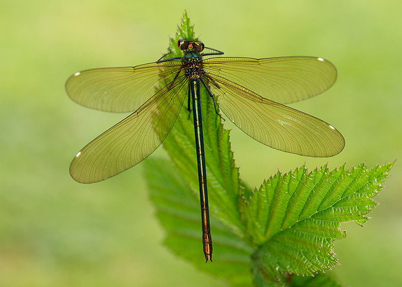 Beautiful Demoiselle Calopteryx virgo