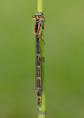 Common Blue Damselfly Enallagma cyathigerum