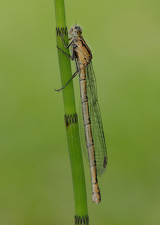 Common Blue Damselfly Enallagma cyathigerum