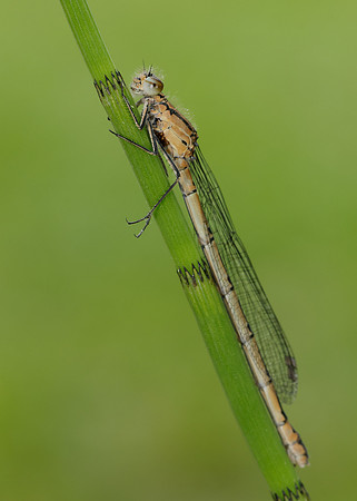 Common Blue Damselfly Enallagma cyathigerum