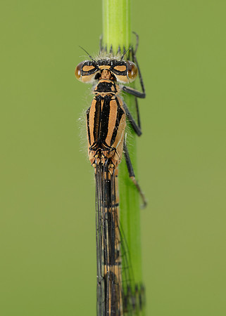 Common Blue Damselfly Enallagma cyathigerum