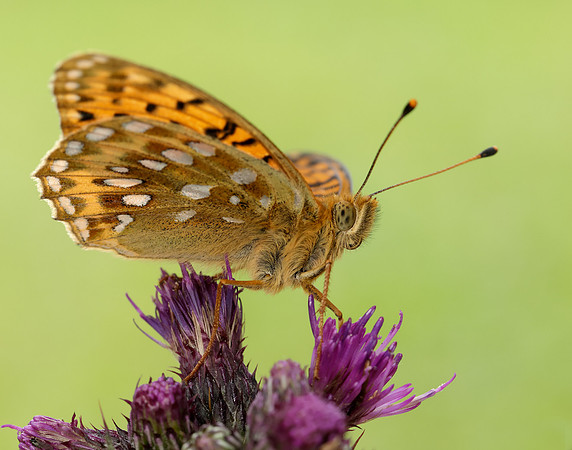 Dark Green Fritillary Speyeria aglaja