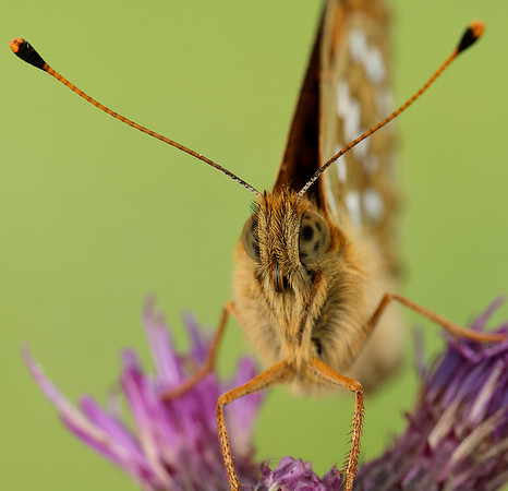 Dark Green Fritillary Speyeria aglaja