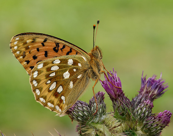 Dark Green Fritillary Speyeria aglaja