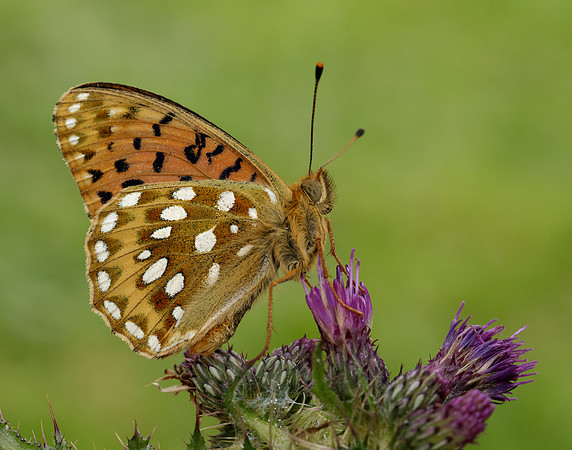 Dark Green Fritillary Speyeria aglaja