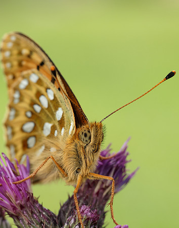 Dark Green Fritillary Speyeria aglaja