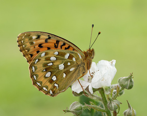 Dark Green Fritillary Speyeria aglaja