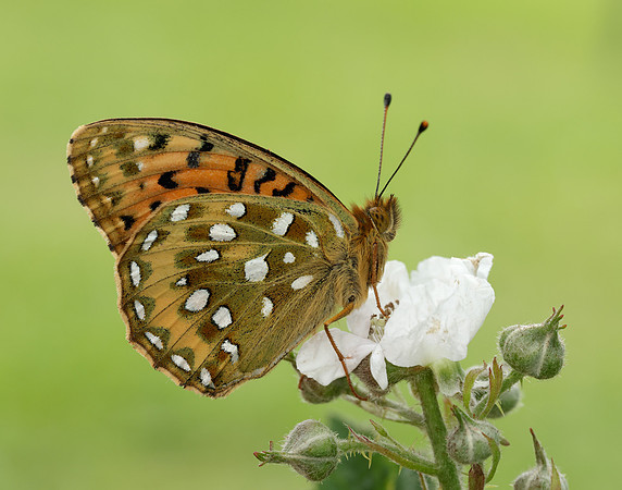 Dark Green Fritillary Speyeria aglaja
