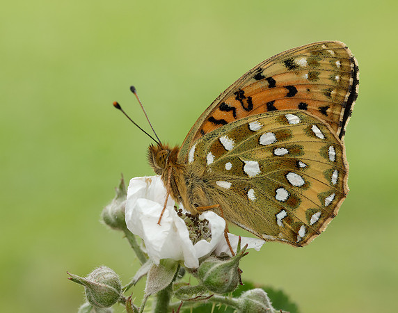 Dark Green Fritillary Speyeria aglaja