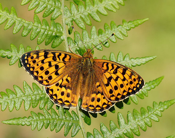 Dark Green Fritillary Speyeria aglaja