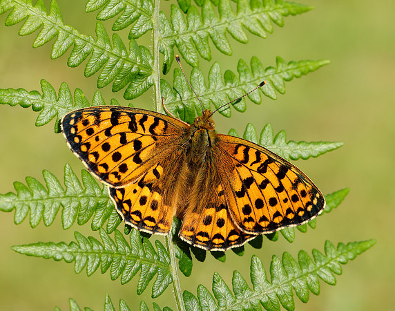 Dark Green Fritillary Speyeria aglaja