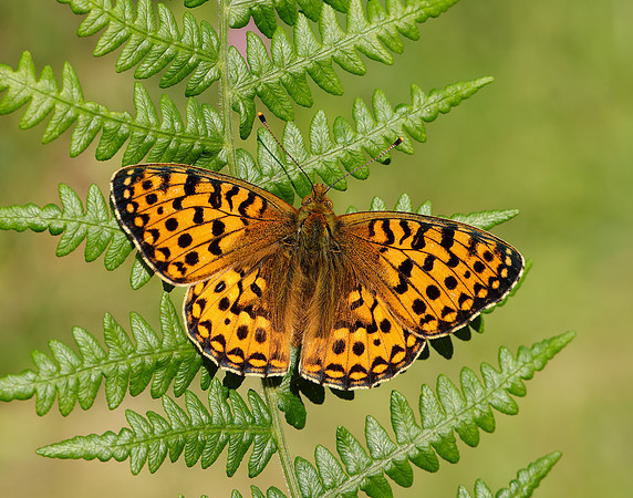 Dark Green Fritillary Speyeria aglaja