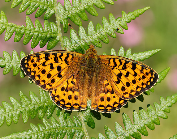 Dark Green Fritillary Speyeria aglaja