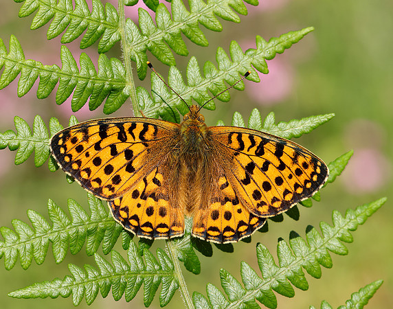 Dark Green Fritillary Speyeria aglaja