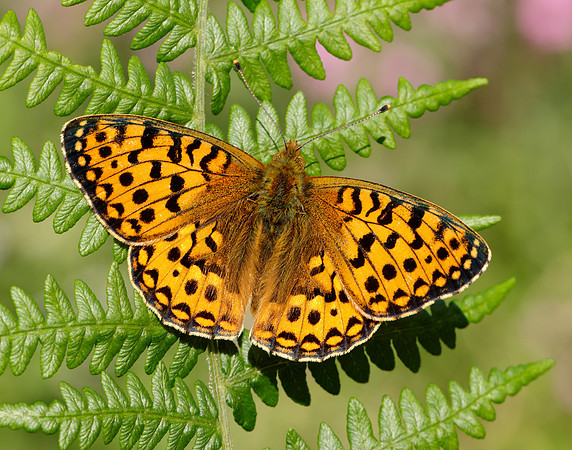 Dark Green Fritillary Speyeria aglaja