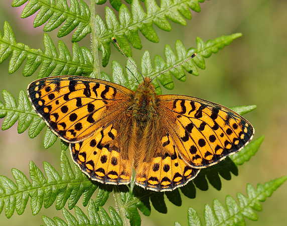 Dark Green Fritillary Speyeria aglaja