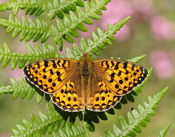 Dark Green Fritillary Speyeria aglaja