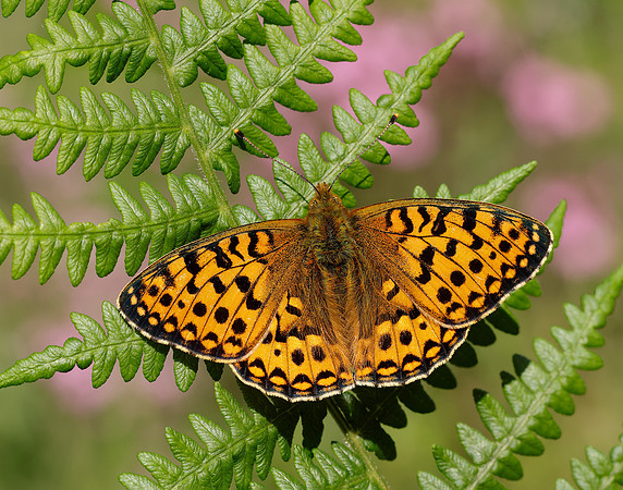Dark Green Fritillary Speyeria aglaja