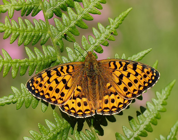 Dark Green Fritillary Speyeria aglaja