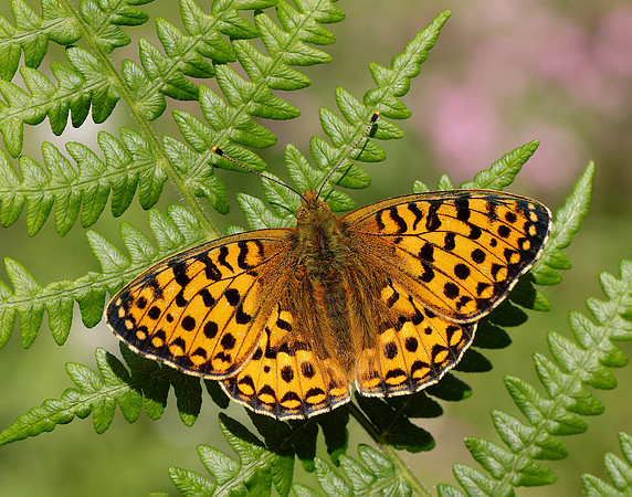 Dark Green Fritillary Speyeria aglaja