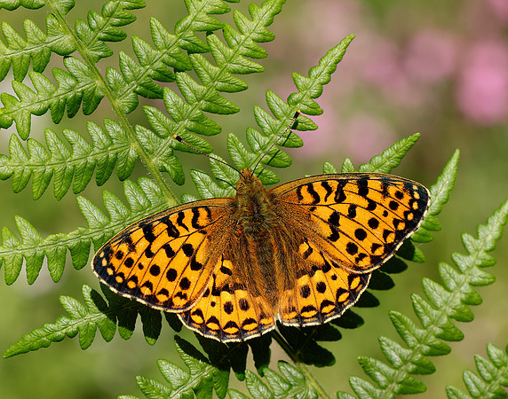 Dark Green Fritillary Speyeria aglaja