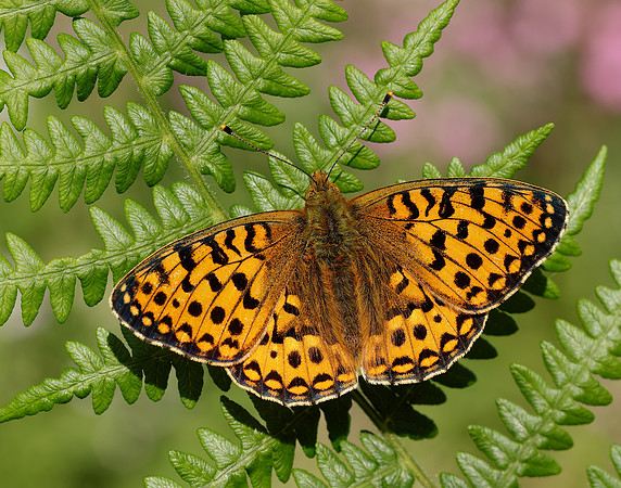 Dark Green Fritillary Speyeria aglaja