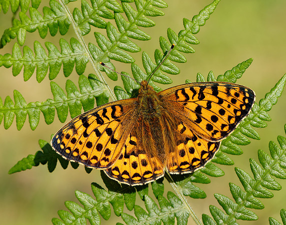 Dark Green Fritillary Speyeria aglaja