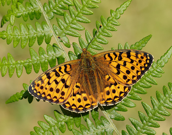 Dark Green Fritillary Speyeria aglaja