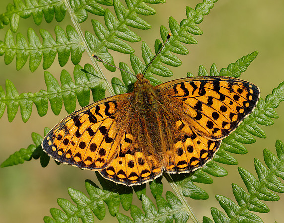 Dark Green Fritillary Speyeria aglaja