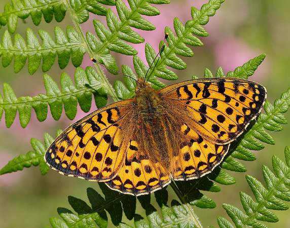Dark Green Fritillary Speyeria aglaja