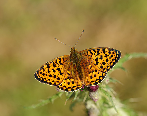 Dark Green Fritillary Speyeria aglaja