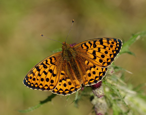 Dark Green Fritillary Speyeria aglaja
