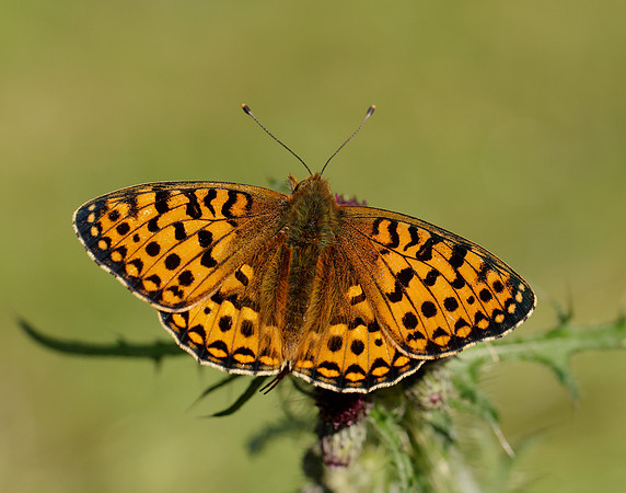 Dark Green Fritillary Speyeria aglaja
