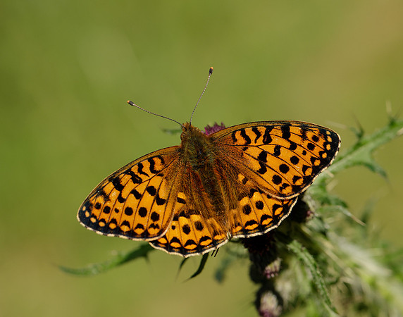 Dark Green Fritillary Speyeria aglaja