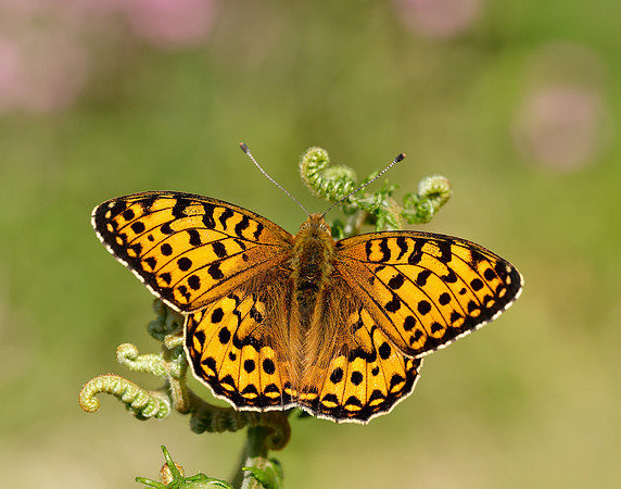 Dark Green Fritillary Speyeria aglaja