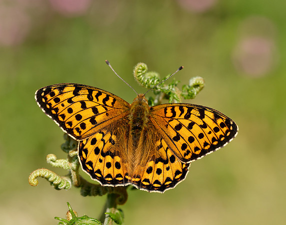 Dark Green Fritillary Speyeria aglaja