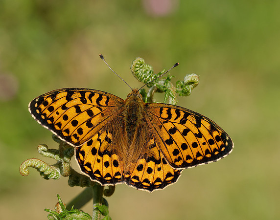 Dark Green Fritillary Speyeria aglaja