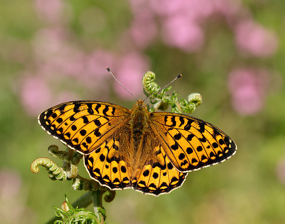Dark Green Fritillary Speyeria aglaja