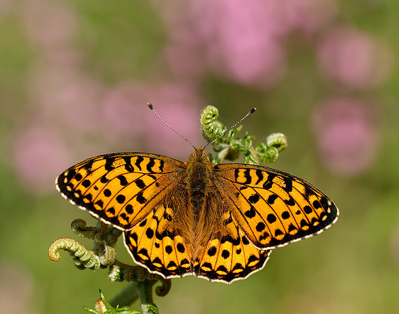 Dark Green Fritillary Speyeria aglaja