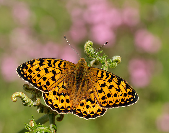 Dark Green Fritillary Speyeria aglaja