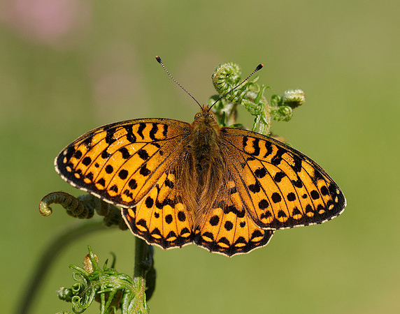 Dark Green Fritillary Speyeria aglaja