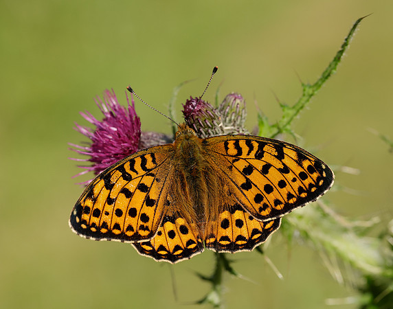 Dark Green Fritillary Speyeria aglaja