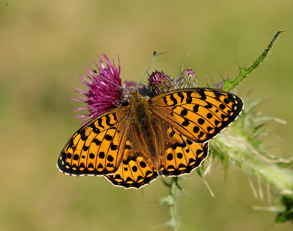 Dark Green Fritillary Speyeria aglaja