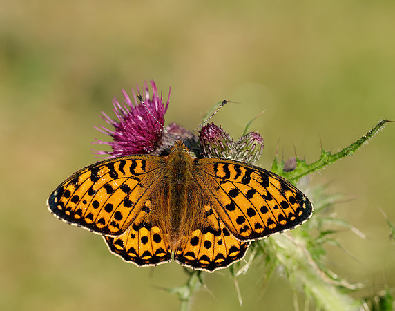 Dark Green Fritillary Speyeria aglaja