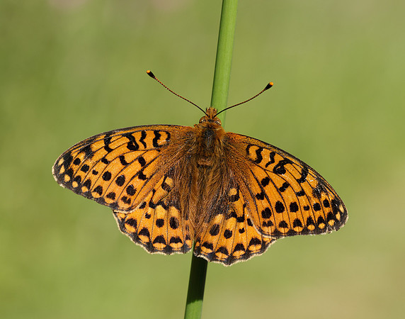 Dark Green Fritillary Speyeria aglaja
