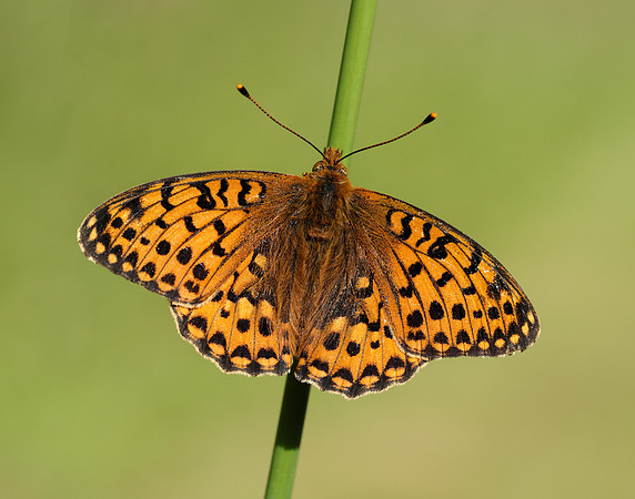 Dark Green Fritillary Speyeria aglaja