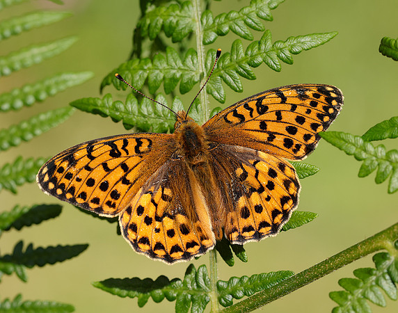 Dark Green Fritillary Speyeria aglaja