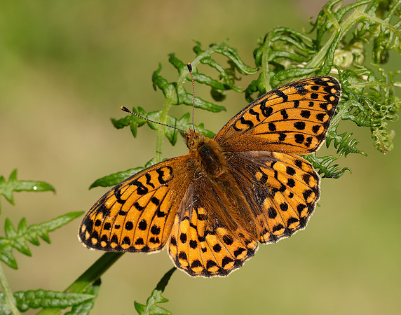 Dark Green Fritillary Speyeria aglaja